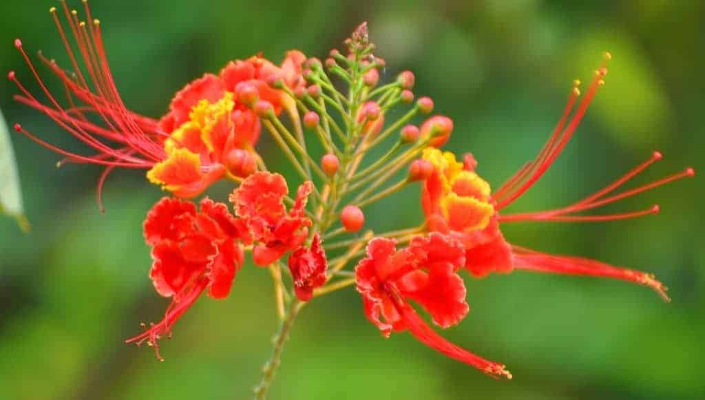Tả cây phượng - Những bài văn tả cây hoa phượng hay nhất