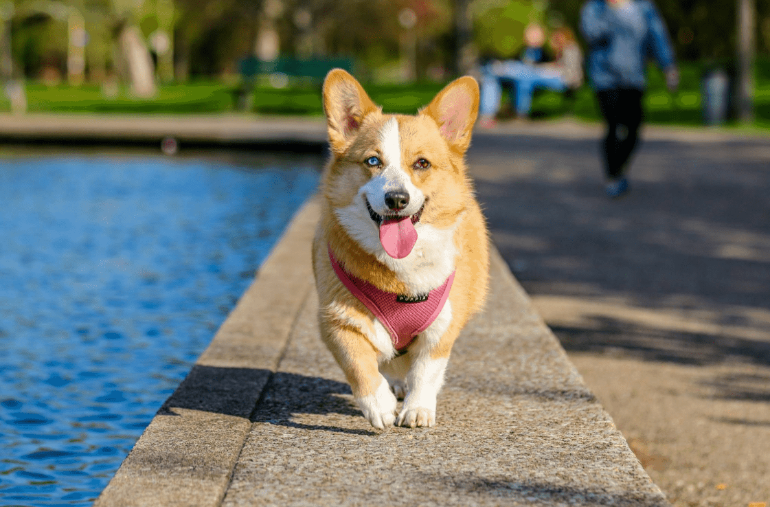 Tả con chó - Những bài văn miêu tả con chó hay nhất