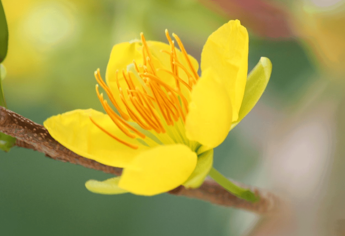 Tả cây mai - Bài văn mẫu tả cây hoa mai vàng ngày tết hay nhất