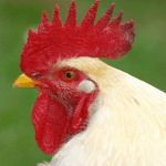 Tả con gà - Bài văn tả con gà điểm cao