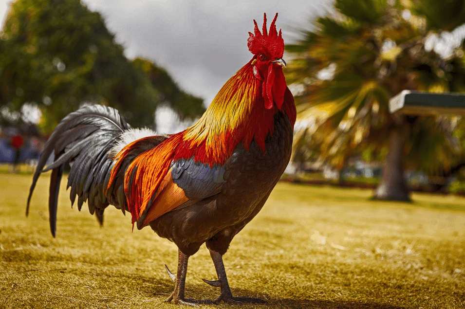 Tả con gà – Những bài văn miêu tả con gà hay nhất