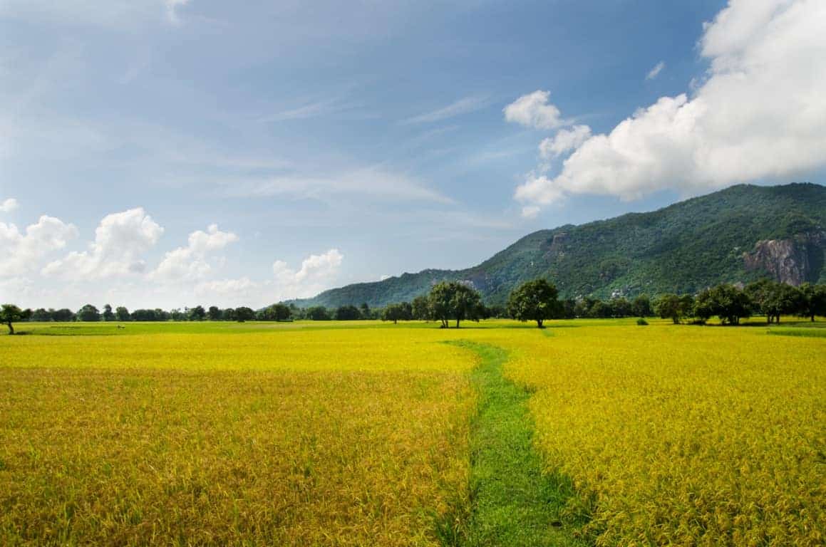 Bài văn thuyết minh về cây lúa nước Việt Nam hay nhất - Lớp 9